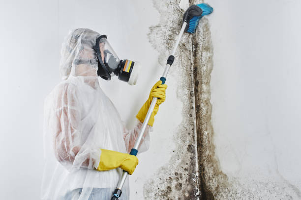Best Crawl Space Mold Removal  in Gulfport, MS