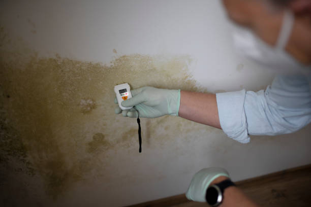 Trusted Gulfport, MS Mold Removal Experts