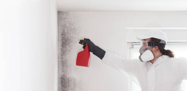 Best Professional Mold Removal  in Gulfport, MS