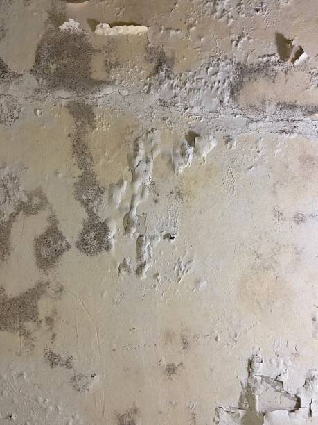 Gulfport, MS Mold Removal Company