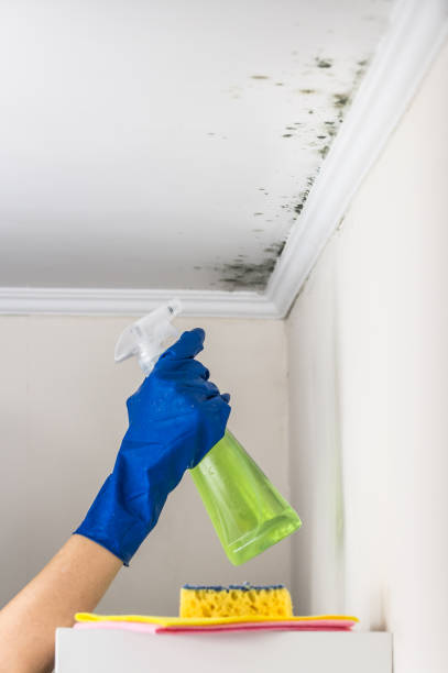 Best Certified Mold Removal  in Gulfport, MS