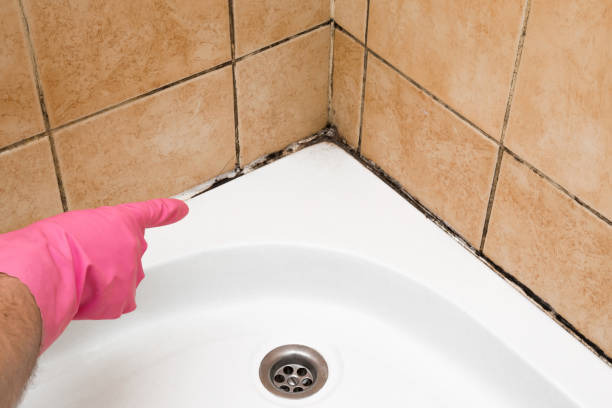 Best Fast Mold Removal  in Gulfport, MS